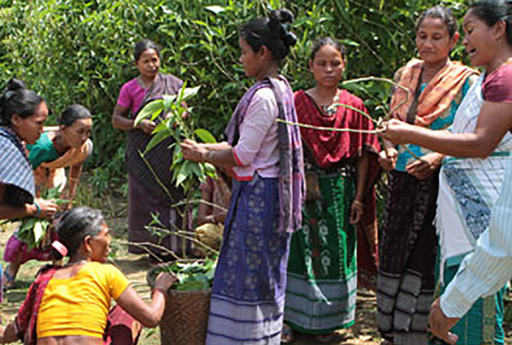 Organic Farming Training for Garo Women