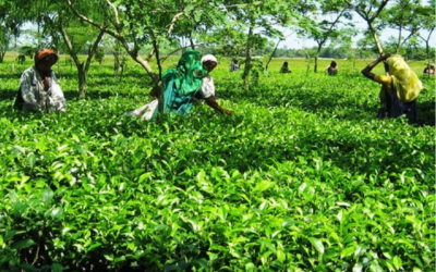 Call to involve tea workers in mainstream society